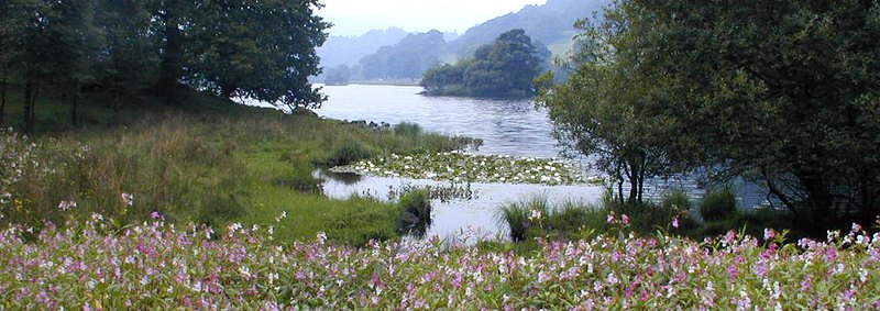 turifune flower